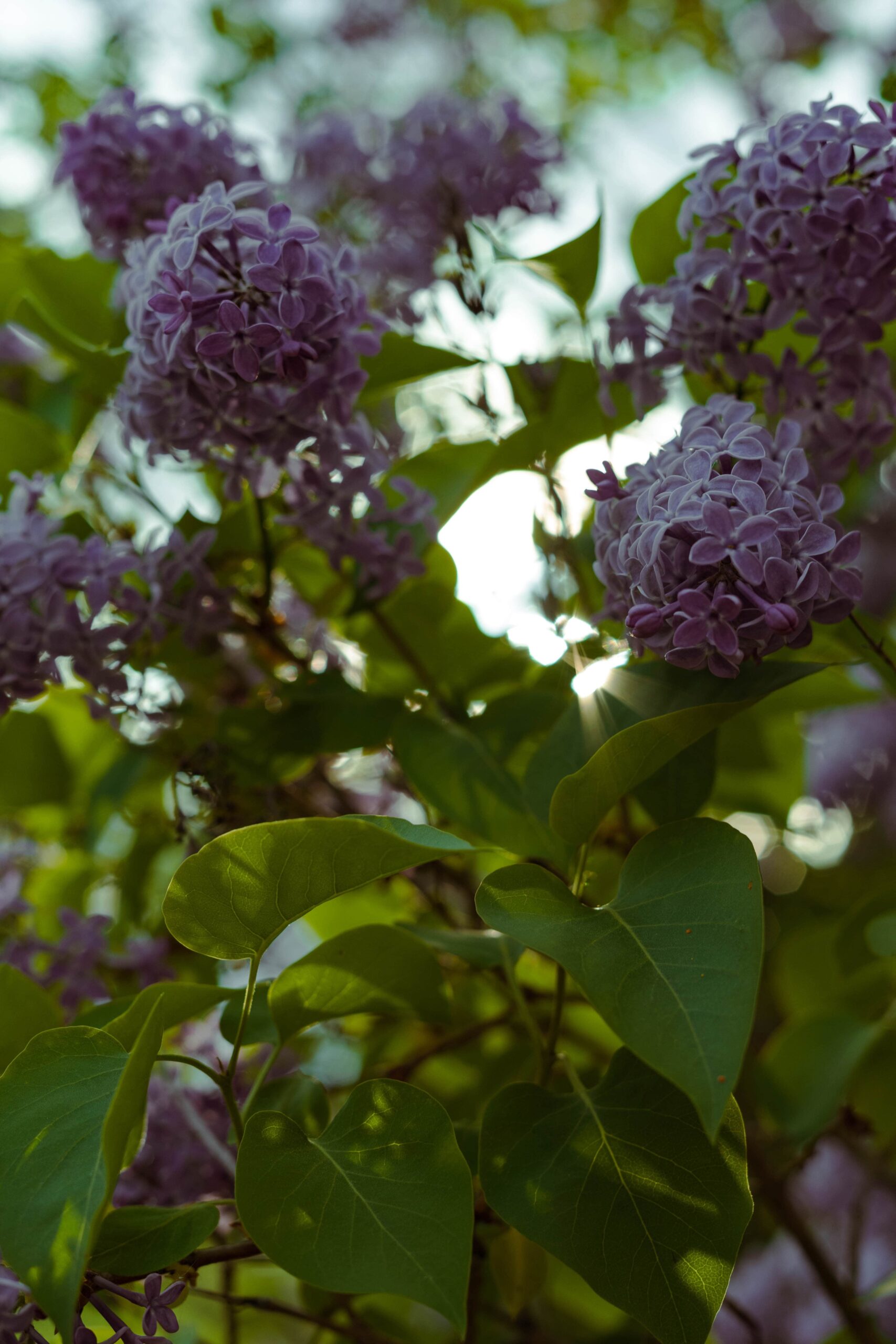 A photo of a lilac bush